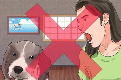 How to Train English Springer Spaniels