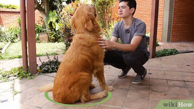 How to Bathe a Dog