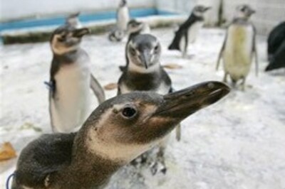 Stranded penguins catch flight