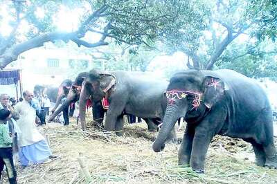 Asia's biggest cattle fair 'Sonepur mela' starts