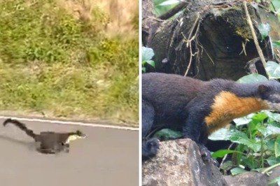 Watch: Rare Sight Of An Endangered Nilgiri Marten Crossing Road Fascinates Internet