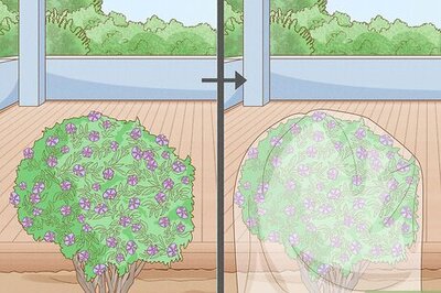 How to Clean Deck Wood