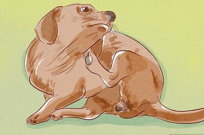 How to Tell if Your Dog Has Fleas