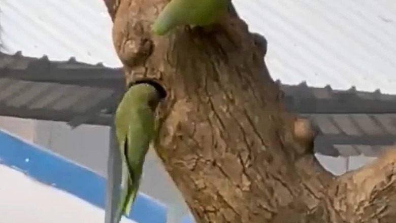 IFS Officer Shares 'Heartwarming' Video of Parakeets Building a Nest