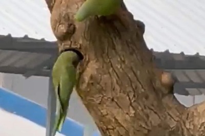 IFS Officer Shares 'Heartwarming' Video of Parakeets Building a Nest