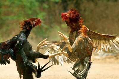 All You Need To Know About Cock Fight: Rooster Breed, Rules, and Significance