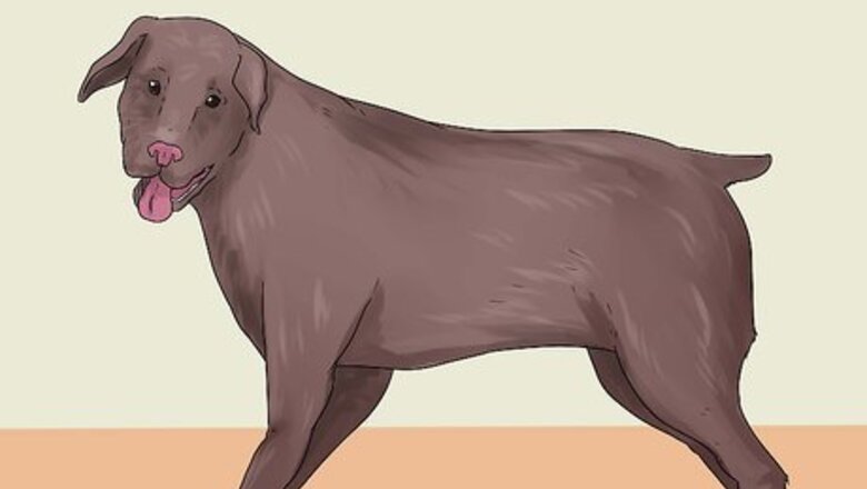 How to Diagnose and Treat Dog Diarrhea