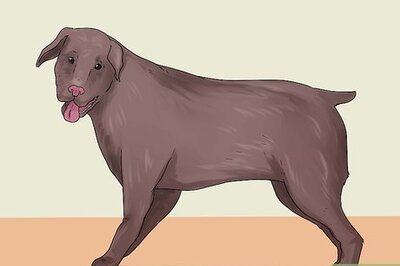 How to Diagnose and Treat Dog Diarrhea
