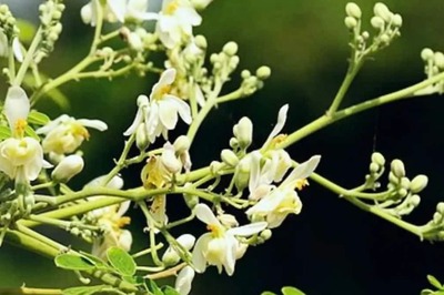 Lowering BP To Alleviating Joint Pain, Know Health Benefits Of Drumstick Decoction