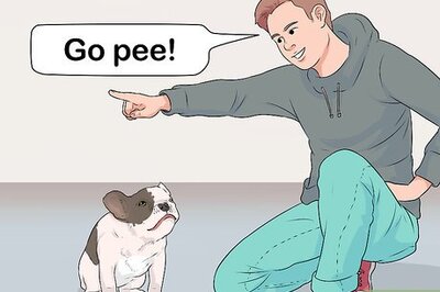How to Get Your Dog to Pee on Command