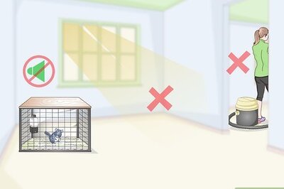 How to Help Your Chinchilla Adjust to its New Home