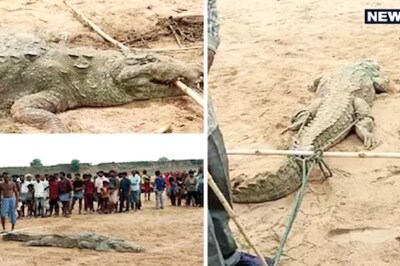 In MP, Villagers Capture Crocodile Claiming it Swallowed 10-Year-Old Boy