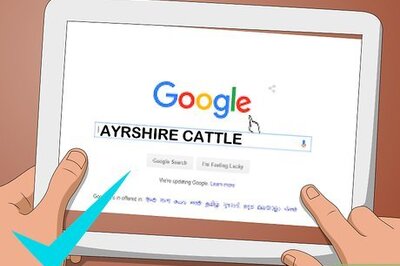 How to Identify Ayrshire Cattle
