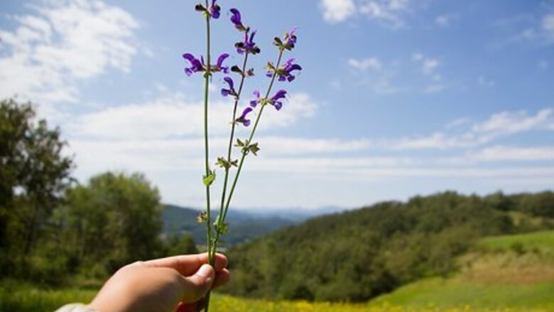 How to Plant a Cut Flower Garden