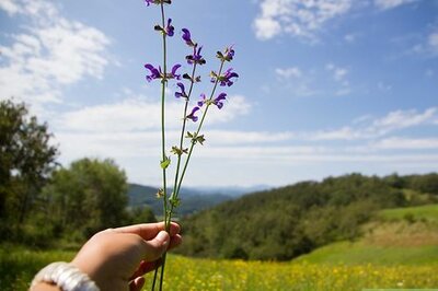 How to Plant a Cut Flower Garden