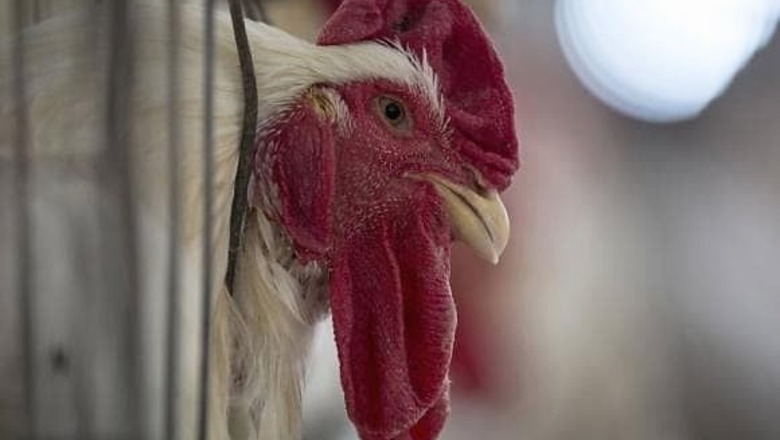 Maharashtra's beef ban to boost chicken sales