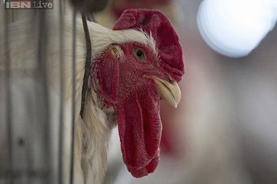 Maharashtra's beef ban to boost chicken sales