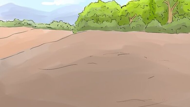 How to Grow Carrots in Nigeria
