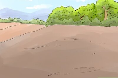 How to Grow Carrots in Nigeria