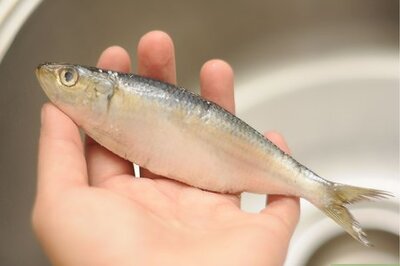 How to Cook Fresh Sardines: Grilling, Frying & More