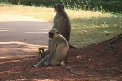 Wanna save tax? Adopt a zoo animal