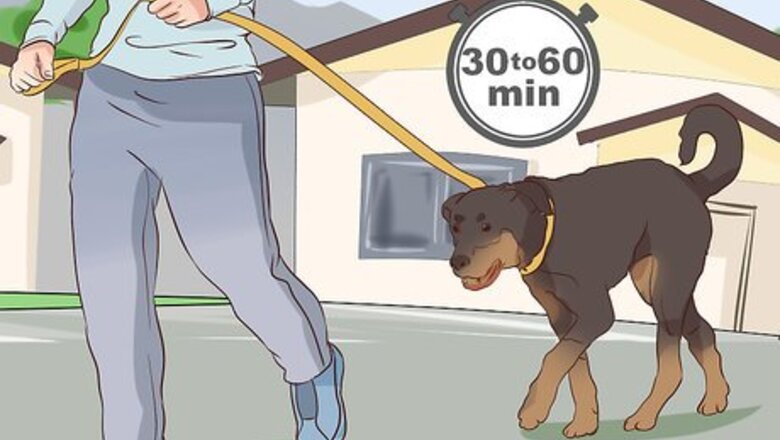 How to Exercise With Your Dog