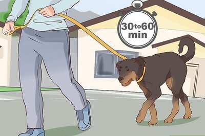 How to Exercise With Your Dog