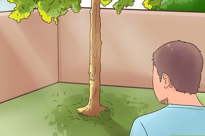 How to Plant Mondo Grass