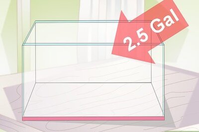 How to Set Up a Betta Tank