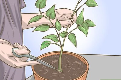 How to Prune Pepper Plants