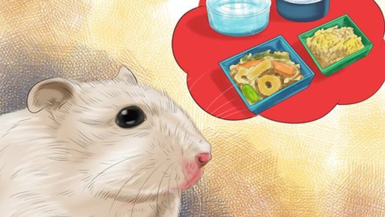 How to Care for Mice During Vacation