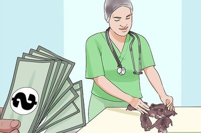 How to Take Newborn Puppies for Their First Vet Checkup