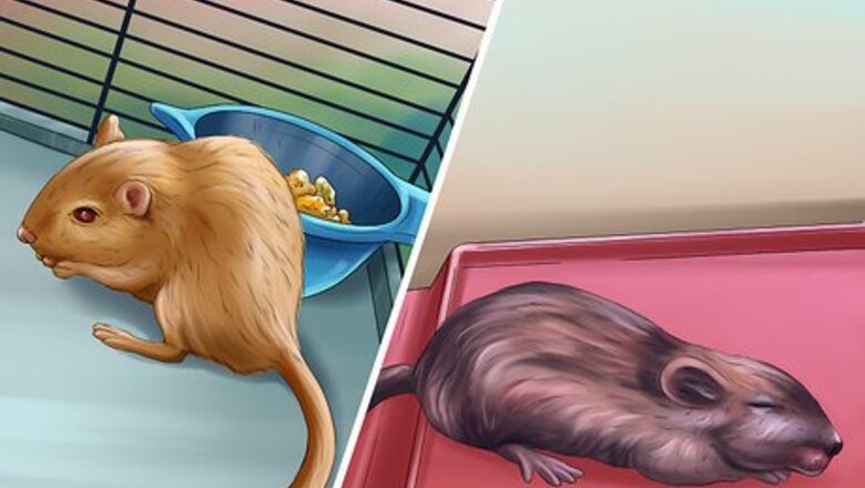 How to Treat Gerbils Prone to Seizure
