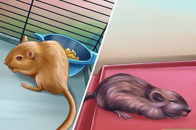 How to Treat Gerbils Prone to Seizure