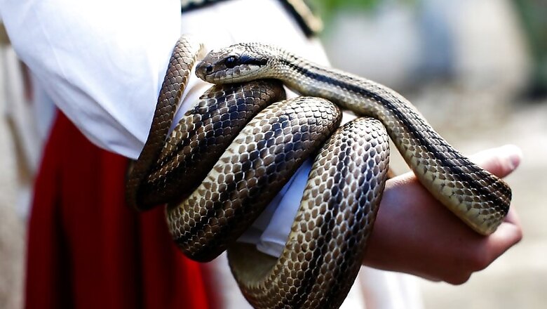 Nashik Man’s Illegal Pit of Killer Snakes Unearthed After Snake-Catcher’s Death During 'Playtime'