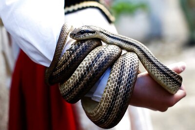 Nashik Man’s Illegal Pit of Killer Snakes Unearthed After Snake-Catcher’s Death During 'Playtime'