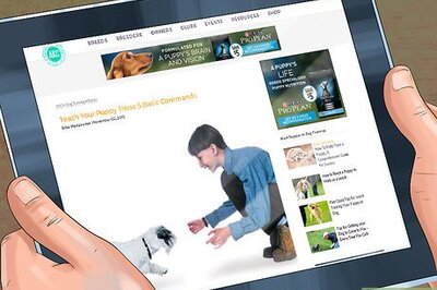 How to Introduce a New Dog in a Not Neutral Area