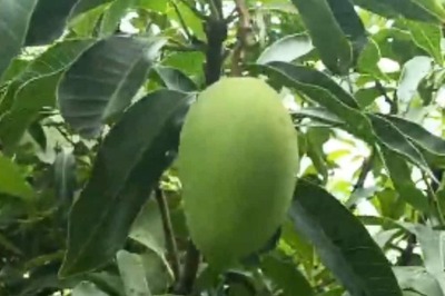 In Bihar’s Darbhanga, Man Grows Mangoes In His Orchard All Year Round