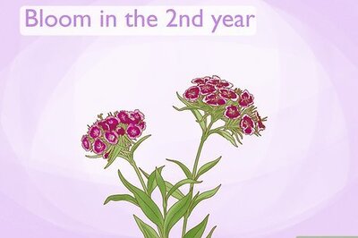 How to Grow Sweet William Plants