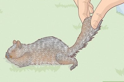 How to Perform Salt Cure Taxidermy