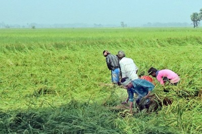 As Paddy Sowing Season Kicks in, Punjab Farmers Await Return of Migrant Labourers Amid Covid Curbs