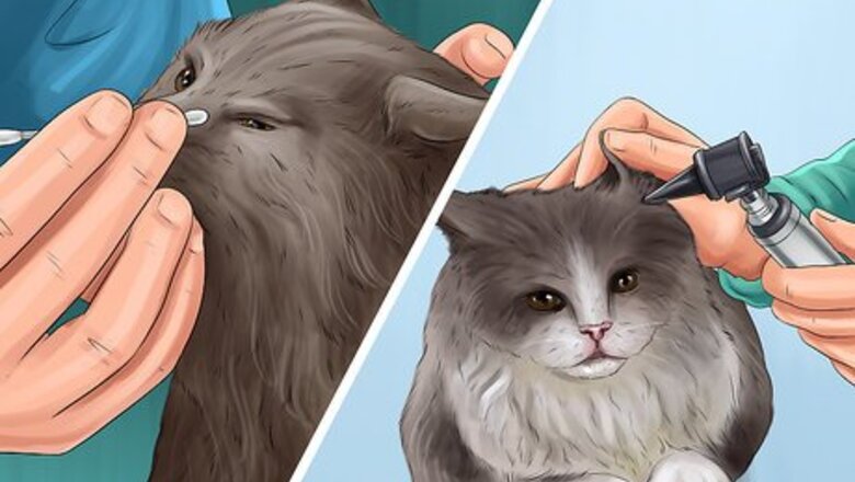 How to Check Your Cat's Nose