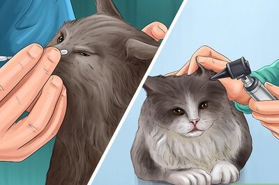 How to Check Your Cat's Nose