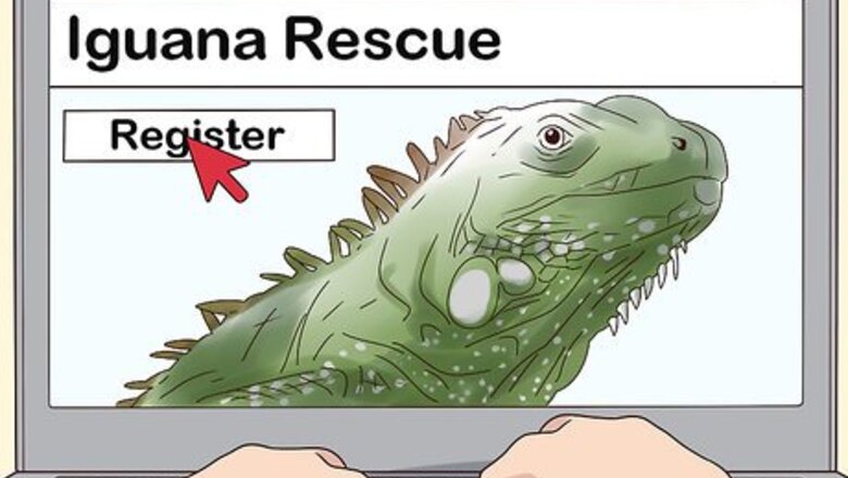How to Buy an Iguana