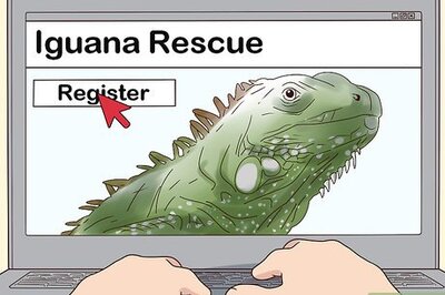 How to Buy an Iguana