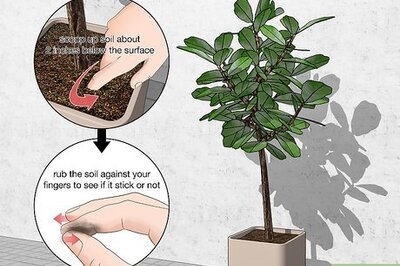 How to Water a Fiddle Leaf Fig Tree