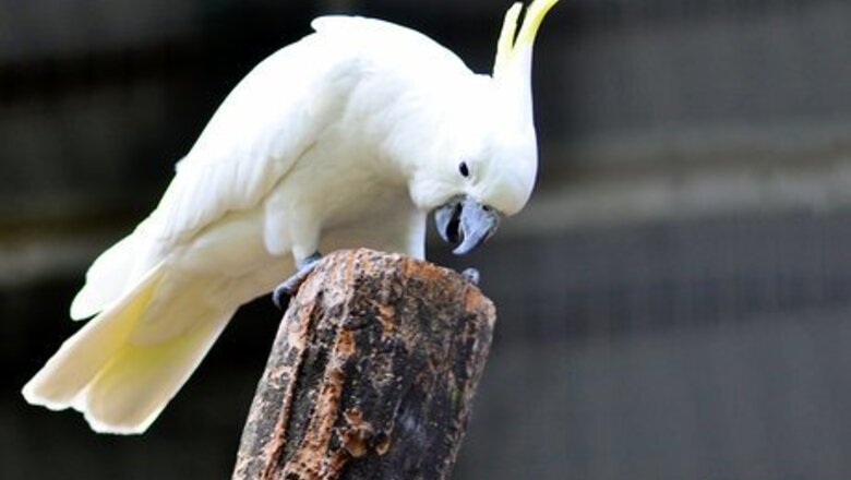 How to Photograph Wild Birds