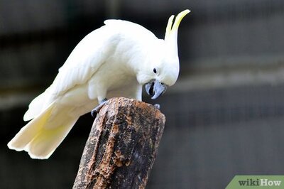 How to Photograph Wild Birds