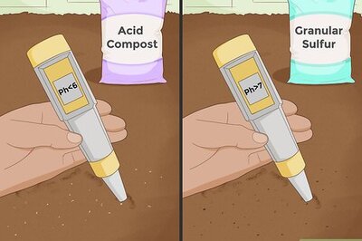 How to Grow Broccoli
