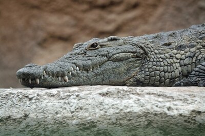 Australian Town Holds Funeral for 80-year-old Saltwater Crocodile
